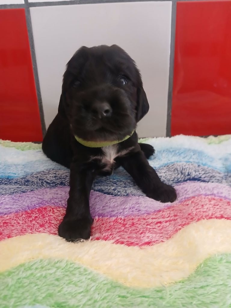 Du Royaume De Jason - Chiots disponibles - Cocker Spaniel Anglais