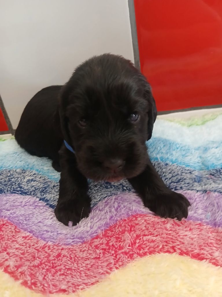 Du Royaume De Jason - Chiots disponibles - Cocker Spaniel Anglais
