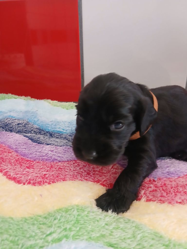 Du Royaume De Jason - Chiots disponibles - Cocker Spaniel Anglais
