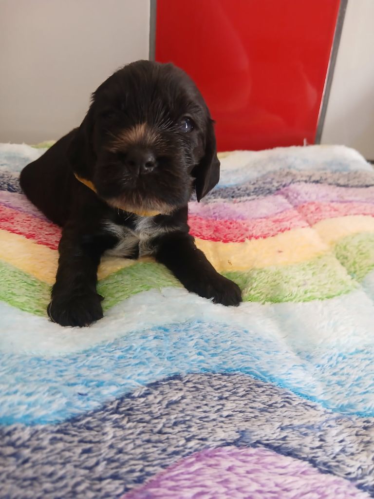Du Royaume De Jason - Chiots disponibles - Cocker Spaniel Anglais